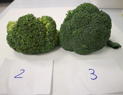 Pellas de brócoli tras 21 días de almacenamiento. 2, pella de brócoli almacenada sin filtro. 3, pella de brócoli almacenada con filtro. 