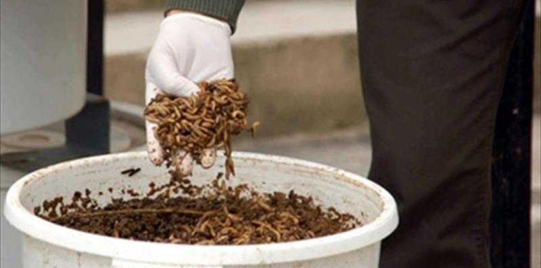 Empresas de la Región investigan junto a la UCAM sobre el uso de insectos en piensos para animales