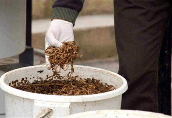 Empresas de la Región investigan junto a la UCAM sobre el uso de insectos en piensos para animales