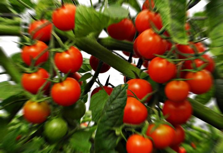 La UCAM investiga materiales para mejorar la producción de tomate de invernadero
