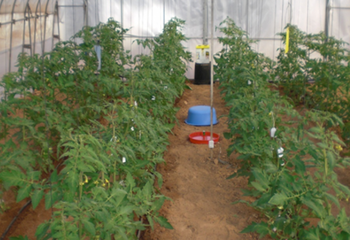 La composición de los invernaderos influye en la producción y el valor nutricional de los tomates