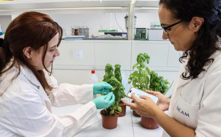 Las investigadoras Águeda Molinero y María Cuartero instalando el sensor desarrollado en una de las plantas del laboratorio.