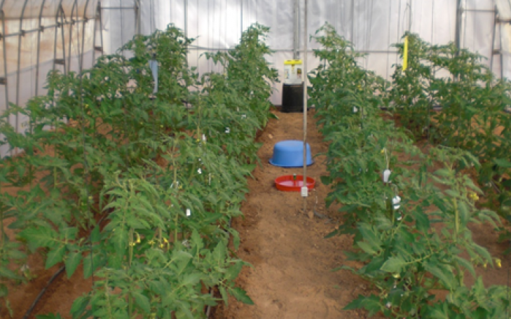 La composición de los invernaderos influye en la producción y el valor nutricional de los tomates La composición de los invernaderos influye en la producción y el valor nutricional de los tomates