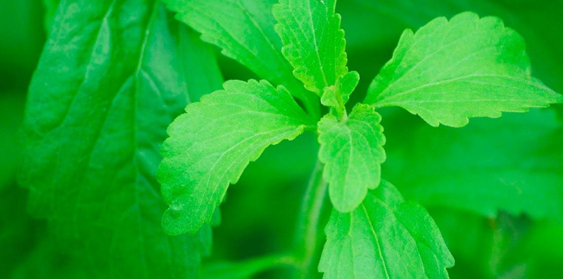 Hoja de stevia