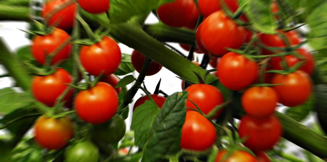 La UCAM investiga materiales para mejorar la producción de tomate de invernadero