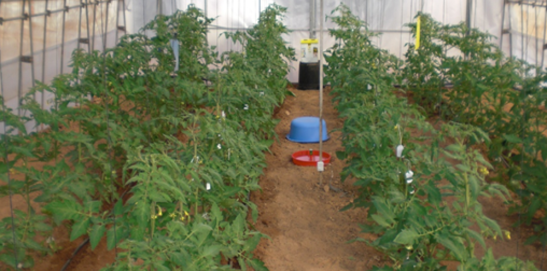 La composición de los invernaderos influye en la producción y el valor nutricional de los tomates